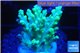 Acropora aculeus green 2-4 cm WYSIWYG acclimaté