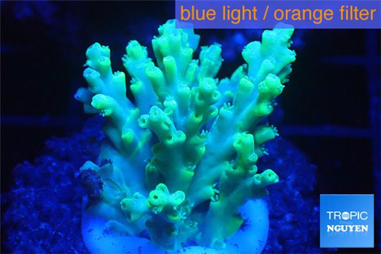 Acropora aculeus green 2-4 cm WYSIWYG acclimaté