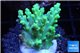 Acropora aculeus green 2-4 cm WYSIWYG acclimaté