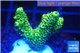 Acropora millepora golden green 2-4 cm WYSIWYG acclimaté