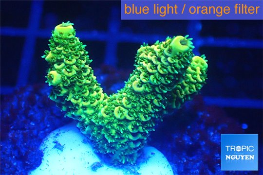 Acropora millepora golden green 2-4 cm WYSIWYG acclimaté