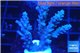 Acropora full blue Australia 3-4 cm WYSIWYG acclimaté