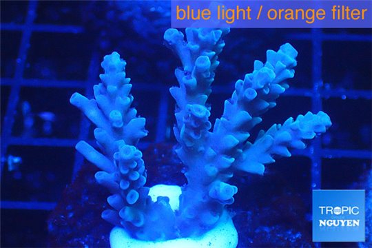 Acropora full blue Australia 3-4 cm WYSIWYG acclimaté