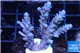 Acropora full blue Australia 3-4 cm WYSIWYG acclimaté