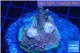 Acropora millepora pink base rock 5-8 cm WYSIWYG acclimaté