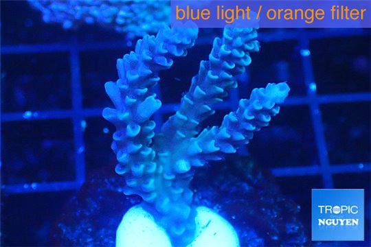 Acropora full blue Australia 3-4 cm WYSIWYG acclimaté