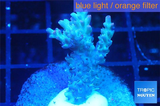 Acropora microclados purple tip Australia 3-4 cm WYSIWYG acclimaté