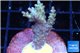 Acropora microclados purple tip Australia 3-4 cm WYSIWYG acclimaté