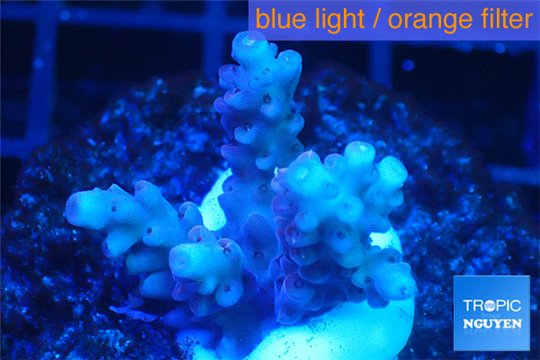 Acropora cherry pop 2-4 cm WYSIWYG acclimaté