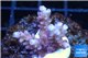 Acropora cherry pop 2-4 cm WYSIWYG acclimaté