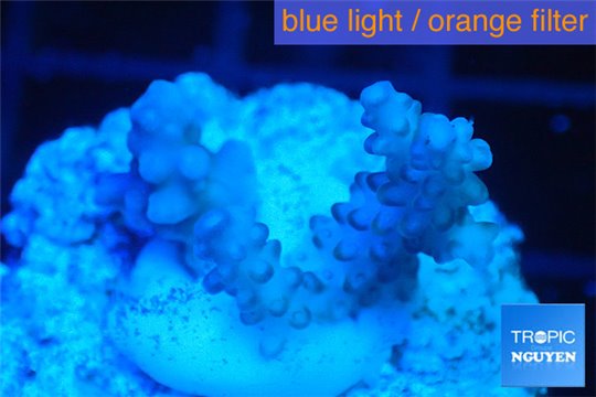 Acropora pink purple tip 2-4 cm WYSIWYG acclimaté