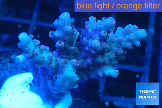 Acropora cherry pop 3-5 cm WYSIWYG acclimaté