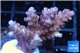 Acropora cherry pop 3-5 cm WYSIWYG acclimaté