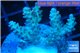 Acropora microclados purple tip Australia 3-4 cm WYSIWYG acclimaté