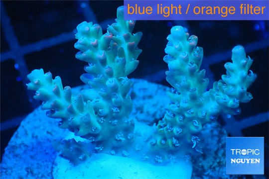 Acropora microclados purple tip Australia 3-4 cm WYSIWYG acclimaté