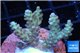 Acropora microclados purple tip Australia 3-4 cm WYSIWYG acclimaté