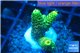 Acropora millepora golden green 2-4 cm WYSIWYG acclimaté