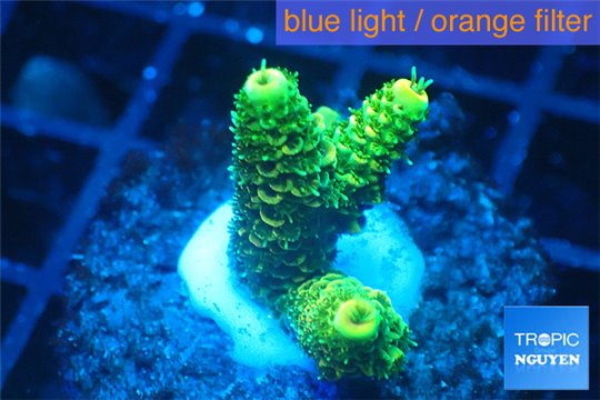 Acropora millepora golden green 2-4 cm WYSIWYG acclimaté