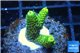 Acropora millepora golden green 2-4 cm WYSIWYG acclimaté