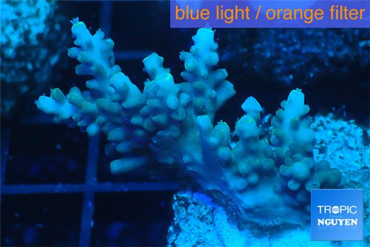 Acropora microclados purple tip Australia 3-4 cm WYSIWYG acclimaté