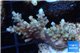 Acropora microclados purple tip Australia 3-4 cm WYSIWYG acclimaté