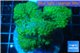 Pocillopora verrucosa green 7-10 cm WYSIWYG acclimaté