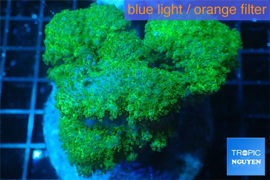 Pocillopora verrucosa green 7-10 cm WYSIWYG acclimaté