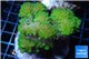 Pocillopora verrucosa green 7-10 cm WYSIWYG acclimaté