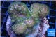 Pocillopora verrucosa green & pink 7-10 cm WYSIWYG acclimaté