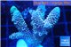 Acropora pink Australia 3-5 cm WYSIWYG acclimaté