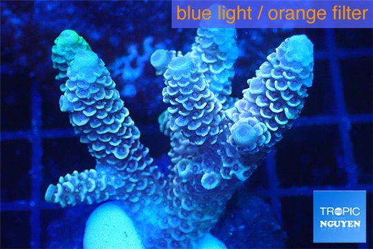 Acropora pink Australia 3-5 cm WYSIWYG acclimaté