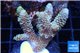 Acropora pink Australia 3-5 cm WYSIWYG acclimaté