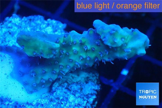 Acropora microclados purple tip Australia 3-4 cm WYSIWYG acclimaté