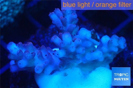 Acropora cherry pop 2-4 cm WYSIWYG acclimaté