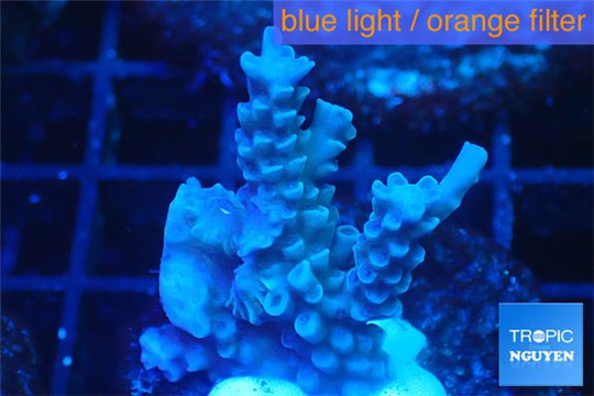 Acropora full blue Australia 2-4 cm WYSIWYG acclimaté