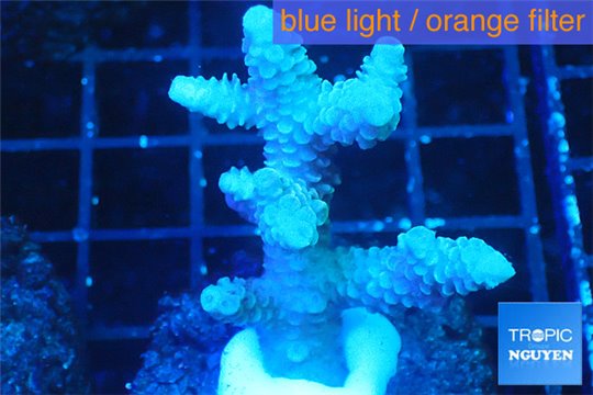 Acropora pink Australia 3-5 cm WYSIWYG acclimaté