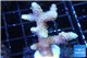 Acropora pink Australia 3-5 cm WYSIWYG acclimaté