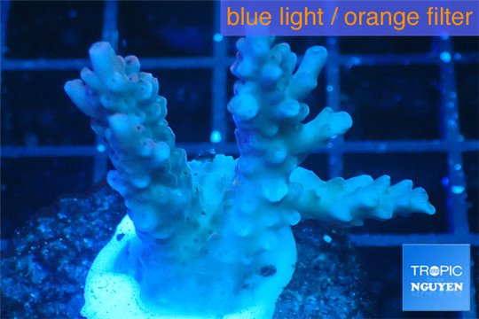 Acropora pink 2-4 cm WYSIWYG acclimaté