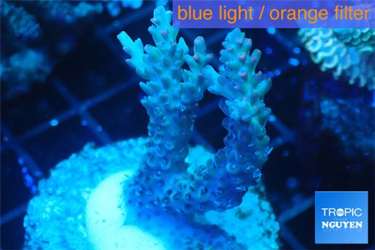 Acropora microclados purple tip Australia 3-4 cm WYSIWYG acclimaté