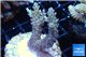 Acropora microclados purple tip Australia 3-4 cm WYSIWYG acclimaté