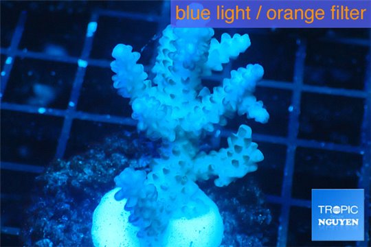 Acropora pink purple tip 3-5 cm WYSIWYG acclimaté