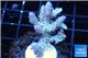 Acropora pink purple tip 3-5 cm WYSIWYG acclimaté