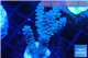 Acropora full blue Australia 3-4 cm WYSIWYG acclimaté