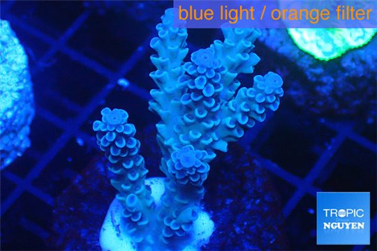 Acropora full blue Australia 3-4 cm WYSIWYG acclimaté