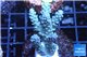 Acropora full blue Australia 3-4 cm WYSIWYG acclimaté