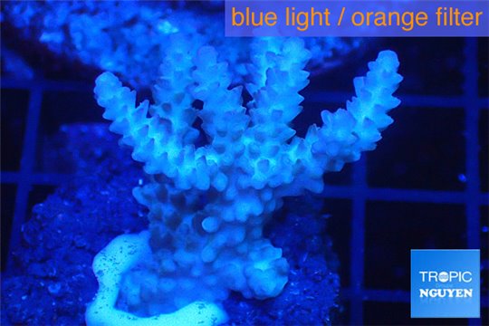 Acropora pink purple tip 3-5 cm WYSIWYG acclimaté