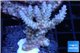 Acropora pink purple tip 3-5 cm WYSIWYG acclimaté