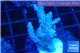 Acropora pink purple tip 3-5 cm WYSIWYG acclimaté