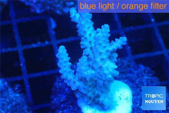 Acropora pink purple tip 3-5 cm WYSIWYG acclimaté