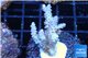 Acropora pink purple tip 3-5 cm WYSIWYG acclimaté